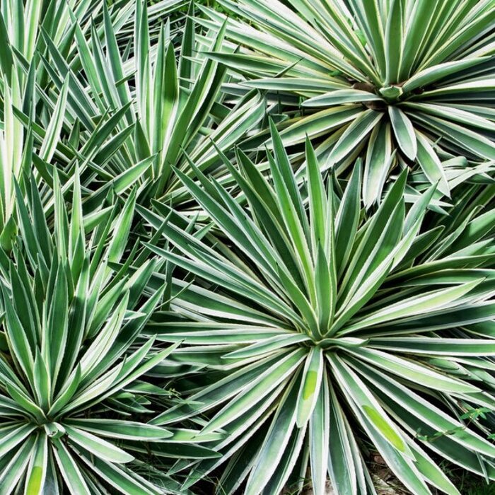 Palmlelie (Yucca gloriosa 'Variegata')