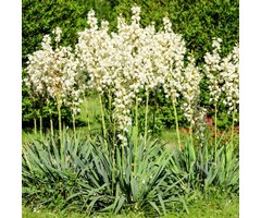 Palmlelie - Yucca gloriosa