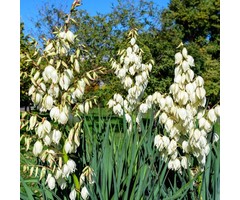 Palmlelie - Yucca filamentosa