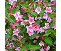 Weigelia - Weigela 'Styriaca'