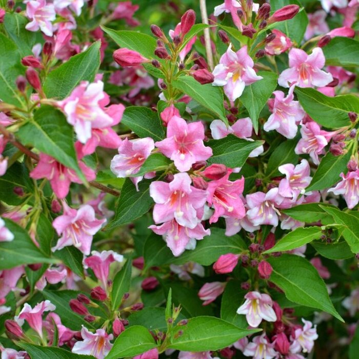 Weigelia (Weigela 'Styriaca')