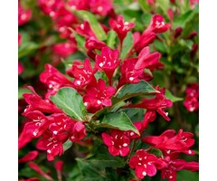 Weigelia - Weigela 'Red Prince'