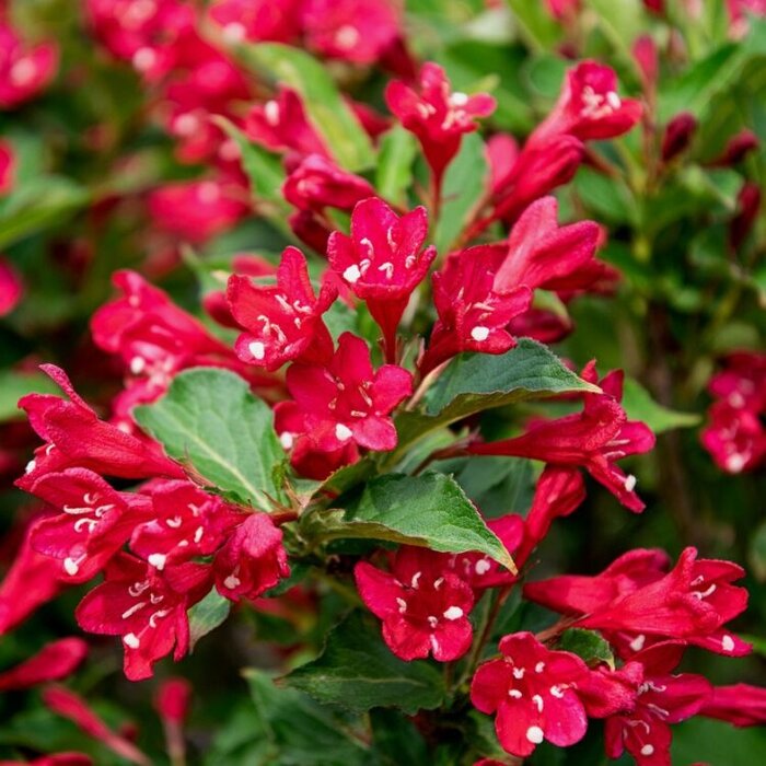 Weigelia (Weigela 'Red Prince')