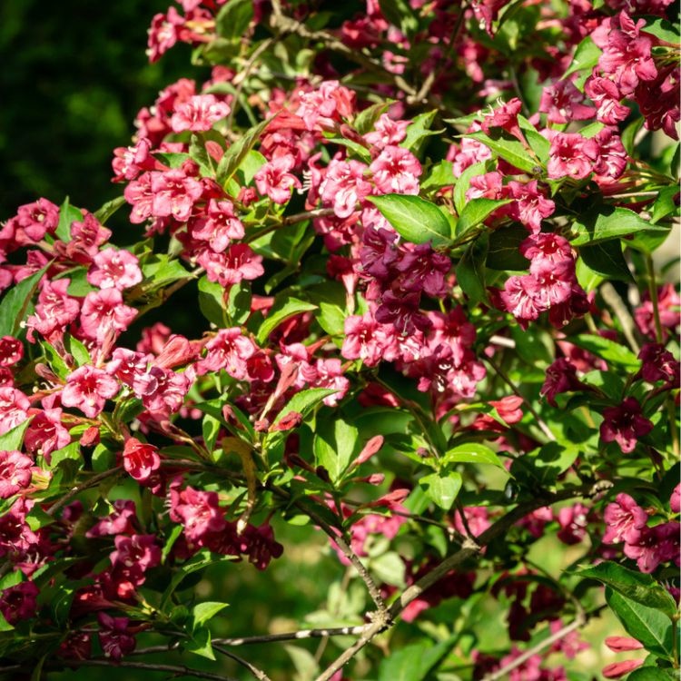 Weigela (Weigela 'Bristol Ruby')