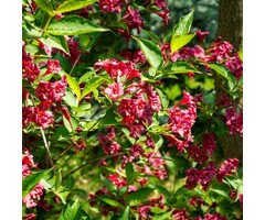 Weigelia - Weigela 'Big Love'
