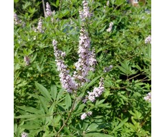 Monnikspeper - Vitex agnus-castus 'Albus'