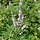 Monnikspeper (Vitex agnus-castus 'Albus')