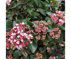 Sneeuwbal - Viburnum tinus Lisarose