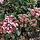 Sneeuwbal (Viburnum tinus Lisarose)