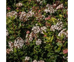 Sneeuwbal - Viburnum tinus 'Eve Price'