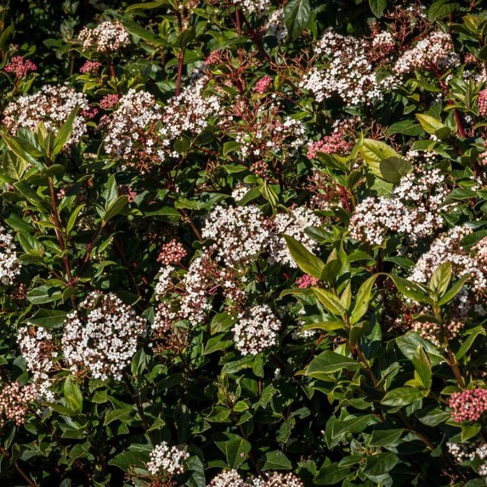 Sneeuwbal (Viburnum tinus 'Eve Price')