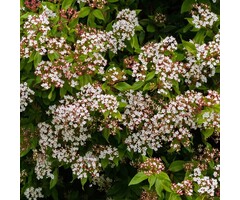 Sneeuwbal - Viburnum tinus