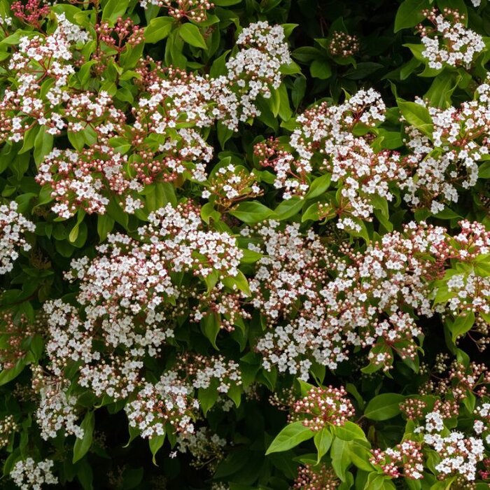 Sneeuwbal (Viburnum tinus)