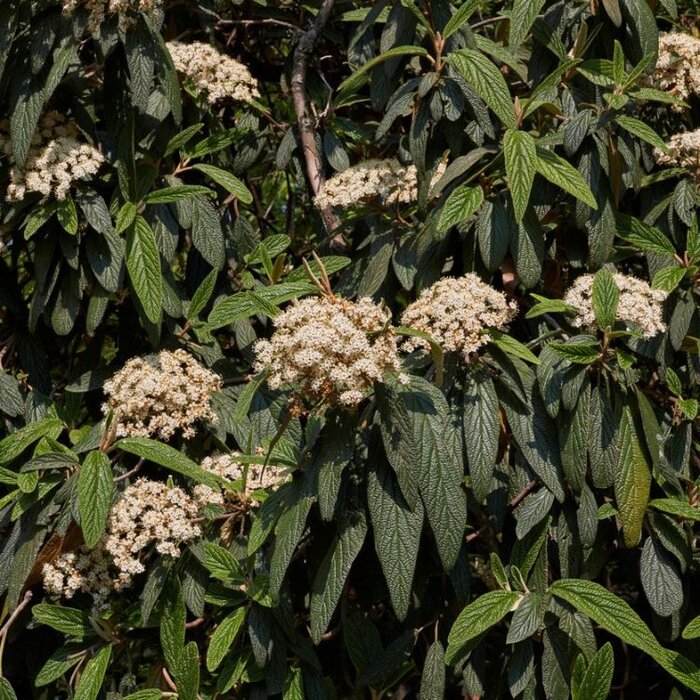 Sneeuwbal (Viburnum rhytidophyllum)