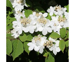 Japanse sneeuwbal - Viburnum plicatum 'Watanabe'