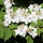 Japanse sneeuwbal (Viburnum plicatum 'Watanabe')