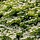 Japanse sneeuwbal (Viburnum plicatum tomentosum)