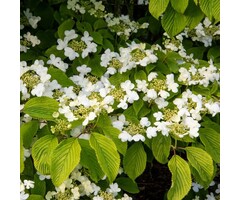 Japanse sneeuwbal - Viburnum plicatum 'Mariesii'
