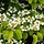 Japanse sneeuwbal (Viburnum plicatum 'Mariesii')