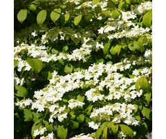 Japanse sneeuwbal - Viburnum plicatum 'Kilimandjaro'