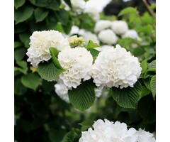 Japanse sneeuwbal - Viburnum plicatum 'Grandiflorum'