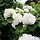 Japanse sneeuwbal (Viburnum plicatum 'Grandiflorum')