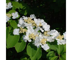 Japanse sneeuwbal - Viburnum plicatum 'Cascade'