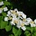 Japanse sneeuwbal (Viburnum plicatum 'Cascade')