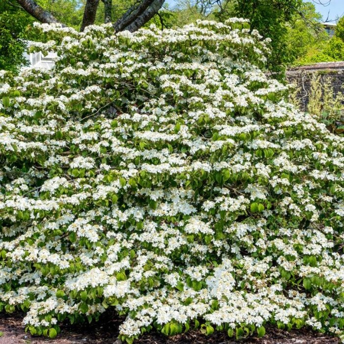 Japanse sneeuwbal (Viburnum plicatum 'Cascade')
