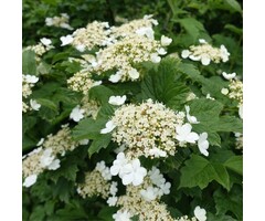 Gelderse roos - Viburnum opulus 'Compactum'
