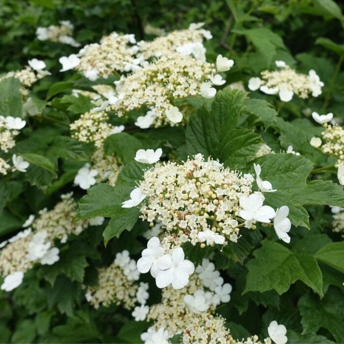 Gelderse roos (Viburnum opulus 'Compactum')