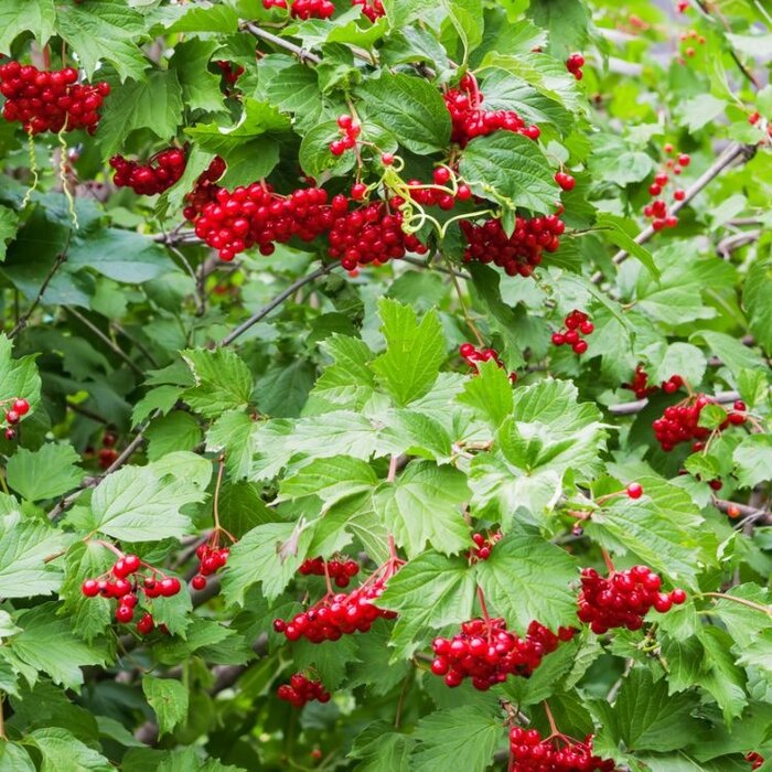 Gelderse roos (Viburnum opulus 'Compactum')