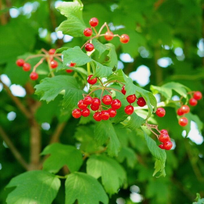 Gelderse roos (Viburnum opulus)