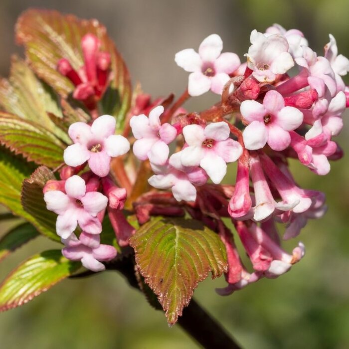 Sneeuwbal (Viburnum farreri)