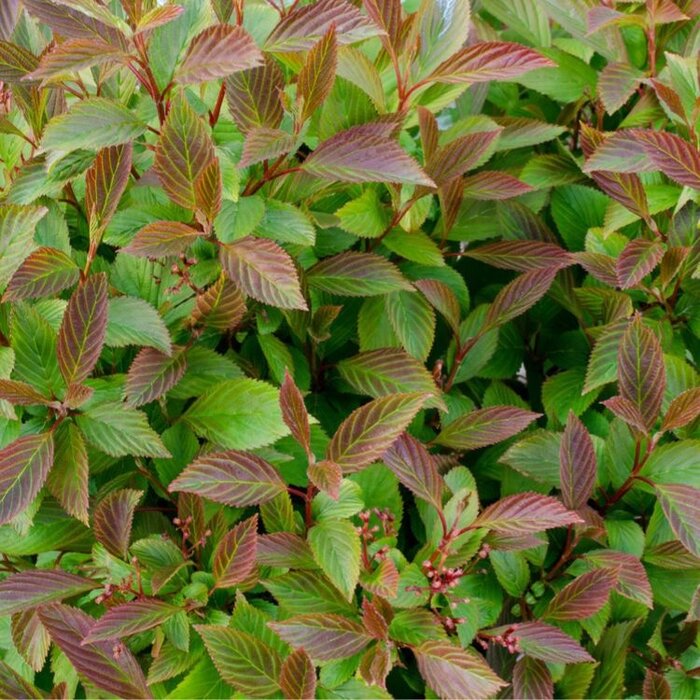 Sneeuwbal (Viburnum farreri)