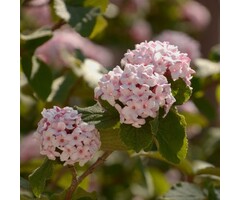 Sneeuwbal - Viburnum carlesii 'Aurora'
