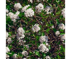 Sneeuwbal - Viburnum burkwoodii