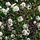 Sneeuwbal (Viburnum burkwoodii)