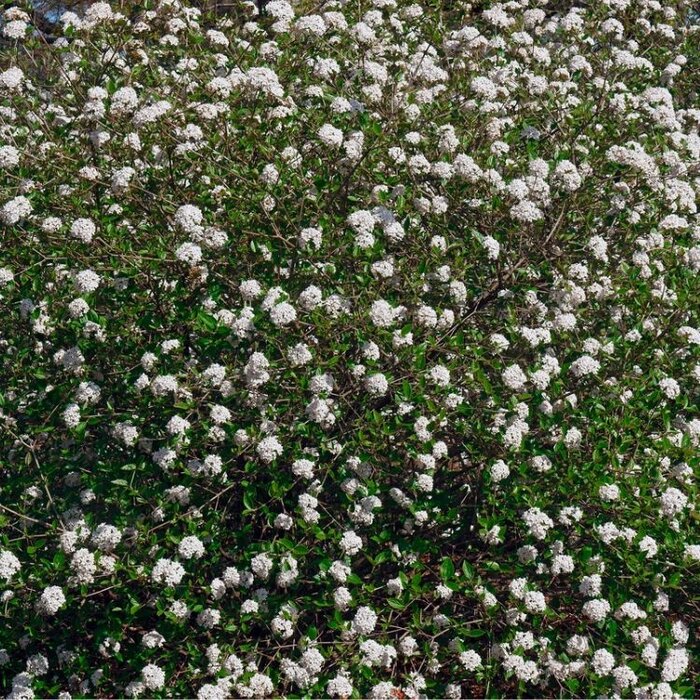 Sneeuwbal (Viburnum burkwoodii)