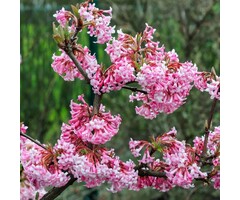 Sneeuwbal - Viburnum bodnantense 'Charles Lamont'
