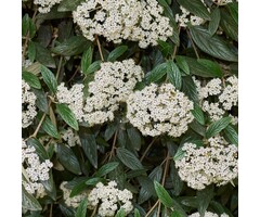 Sneeuwbal - Viburnum 'Pragense'