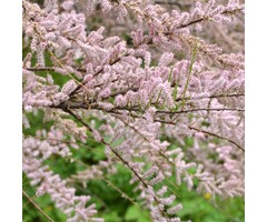 Tamarisk (Struik) - Tamarix tetrandra