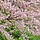Tamarisk (Tamarix tetrandra)