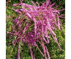 Tamarisk (Struik) - Tamarix ramosissima 'Pink Cascade'