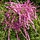 Tamarisk struik - Tamarix ramosissima 'Pink Cascade'