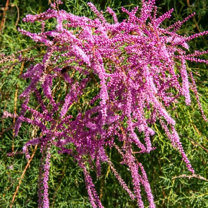 Tamarisk struik - Tamarix ramosissima 'Pink Cascade'