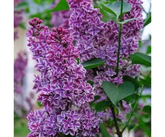 Sering - Syringa vulgaris 'Sensation'