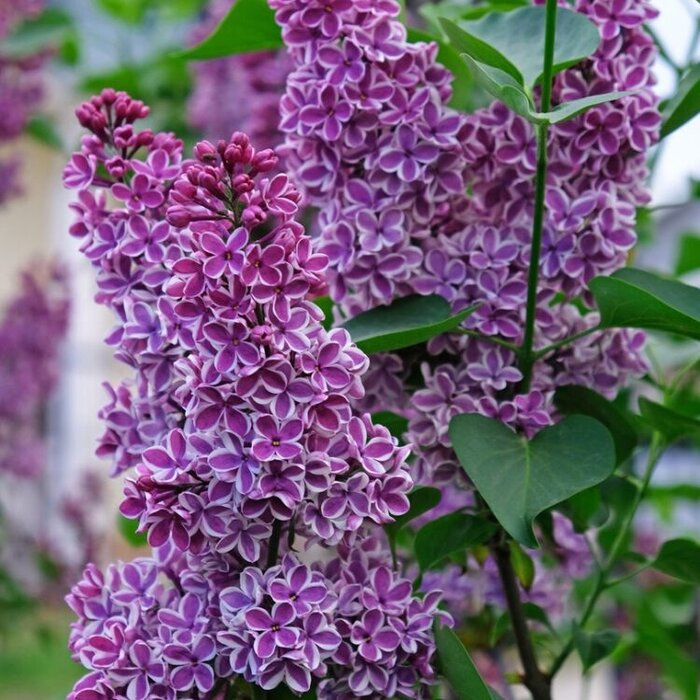 Sering (Syringa vulgaris 'Sensation')