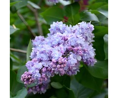 Sering - Syringa vulgaris 'Michel Buchner'
