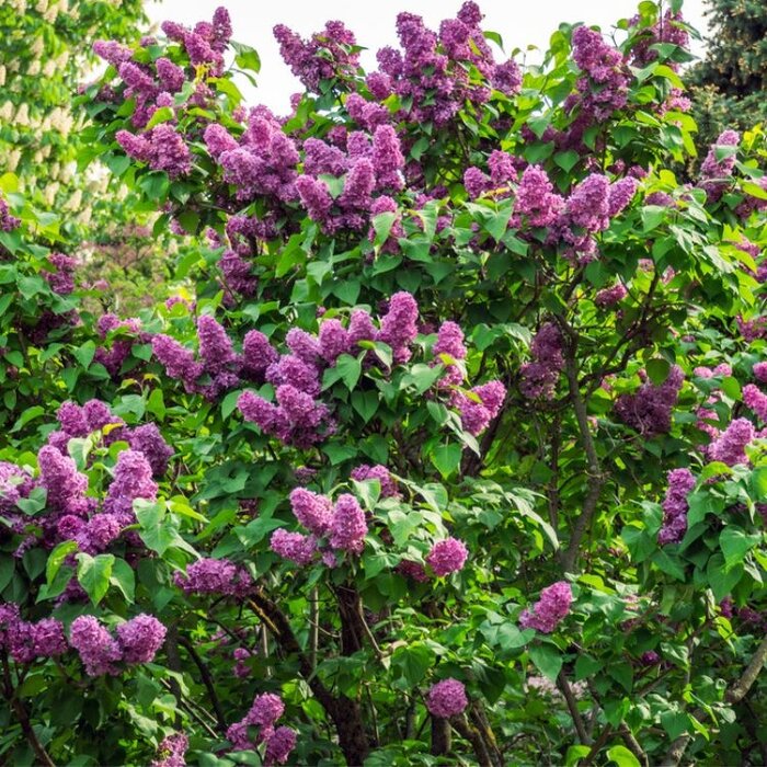 Sering (Syringa vulgaris 'Andenken an Ludwig Späth')